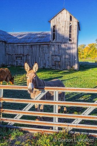 Friendly Donkey_29277.jpg - Photographed near Kilmarnock, Ontario, Canada.